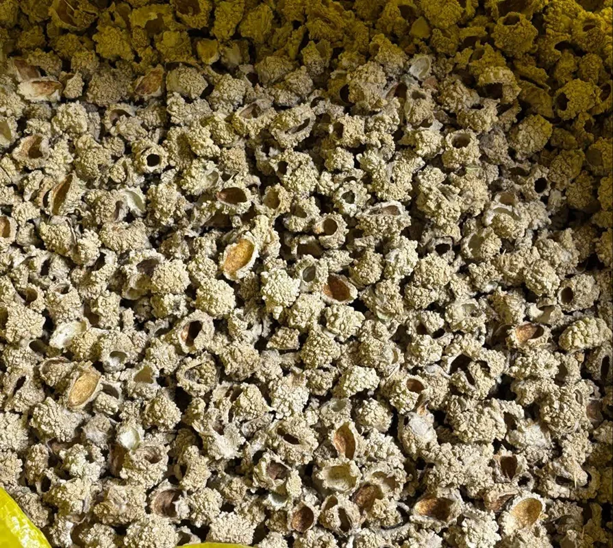 راهنمای جامع شناخت و خرید شکر تیغال؛ خواص درمانی، نحوه مصرف و تشخیص اصالت