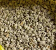 راهنمای جامع شناخت و خرید شکر تیغال؛ خواص درمانی، نحوه مصرف و تشخیص اصالت