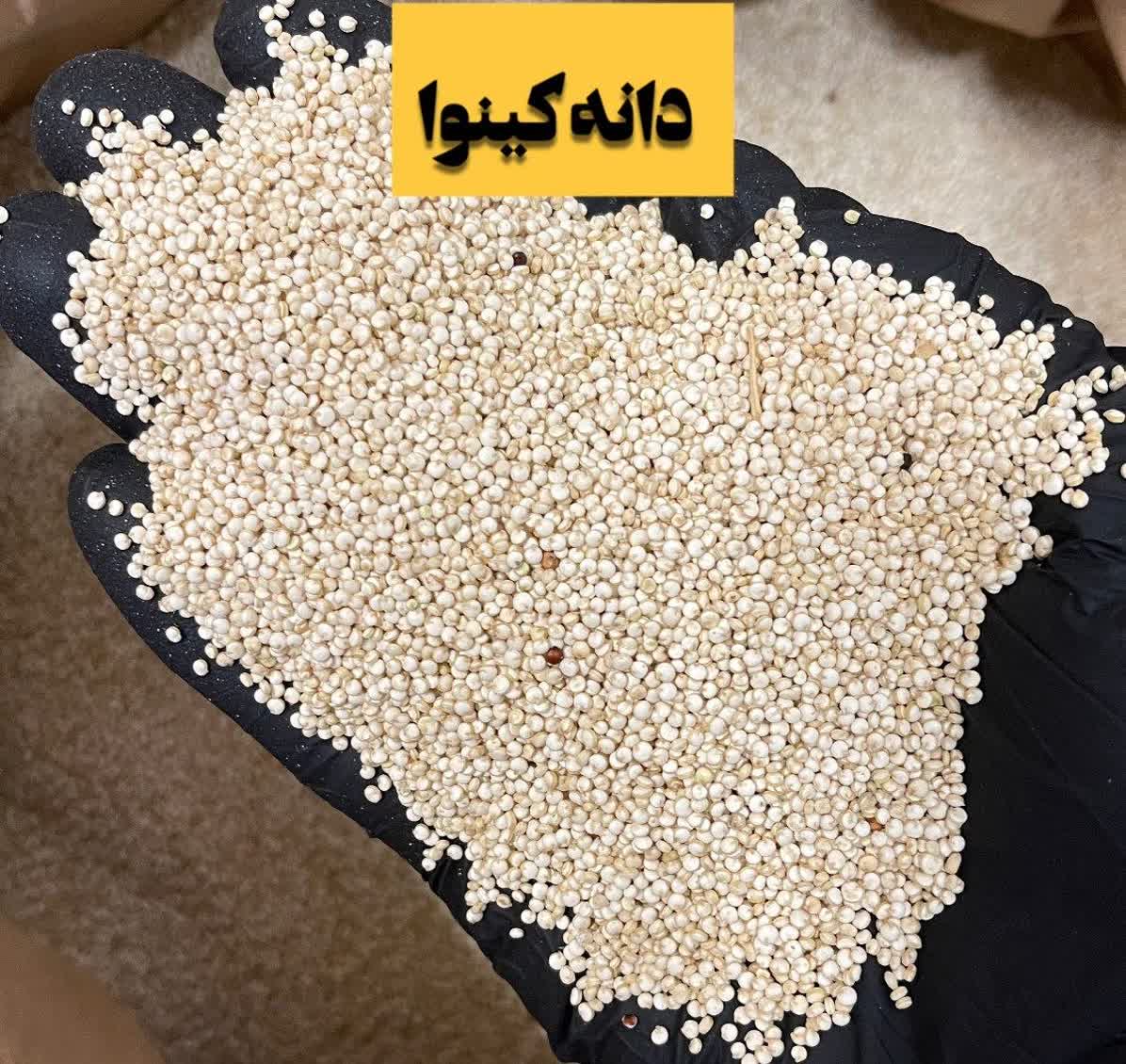 دانه کینوا سفید (خاویار گیاهی) - کاملاً خوراکی و رژیمی(۵کیلویی)ارسال به سراسر کشور